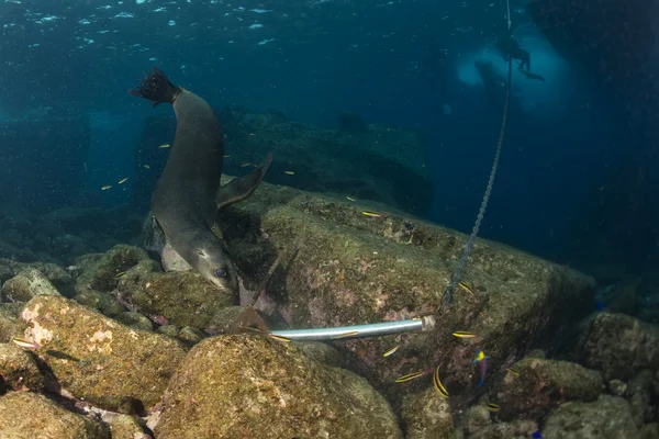 Seelöwe unter Wasser bei der Inspektion eines Ankers — Stockfoto