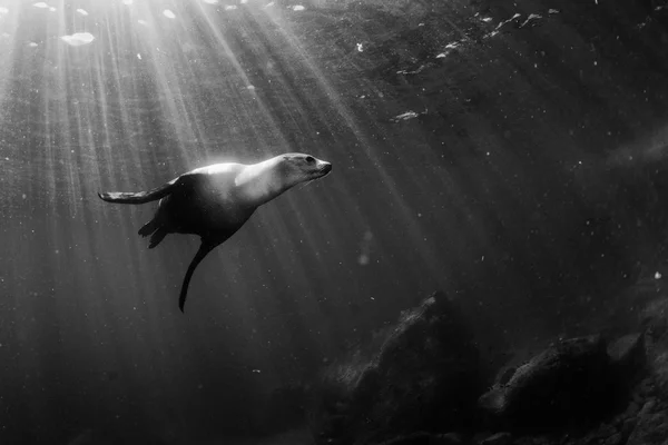 काळा आणि पांढरा मध्ये समुद्र सिंह पाण्याखाली — स्टॉक फोटो, इमेज