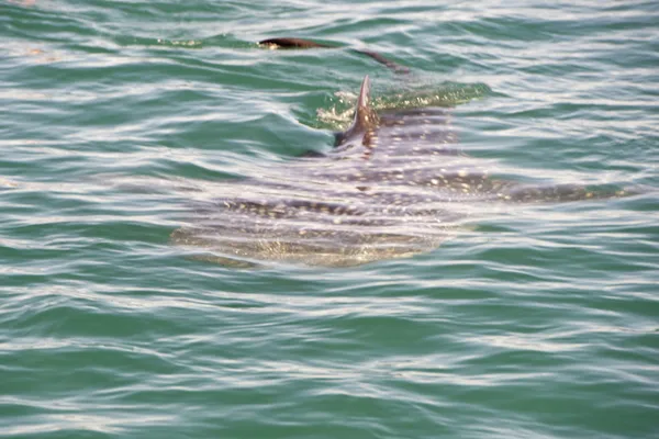 Китовая акула во время еды — стоковое фото