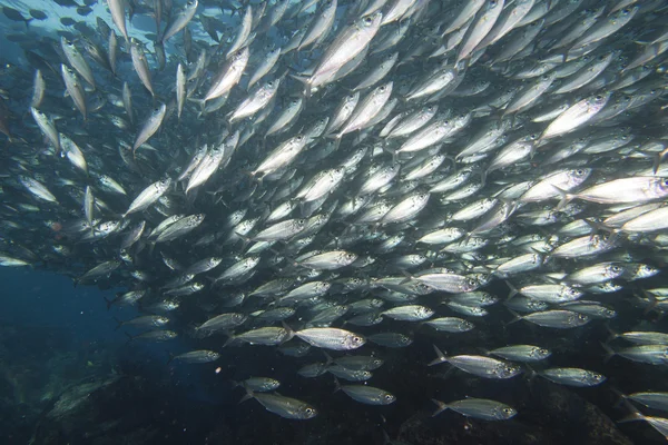 All'interno di una scuola di pesci sott'acqua — Foto Stock