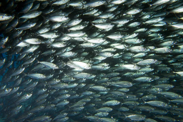 Dentro de uma escola de peixes subaquáticos — Fotografia de Stock