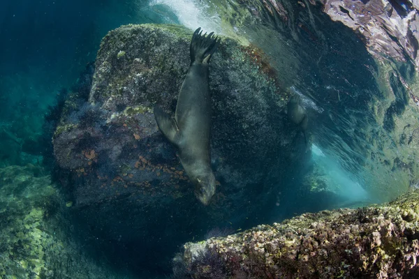 Leone marino sott'acqua — Foto Stock