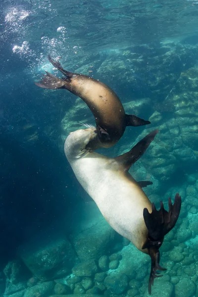 Leão marinho subaquático — Fotografia de Stock