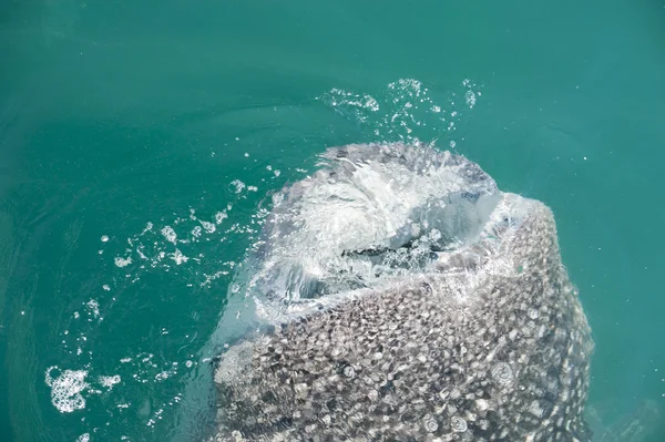 Requin baleine tout en mangeant — Photo