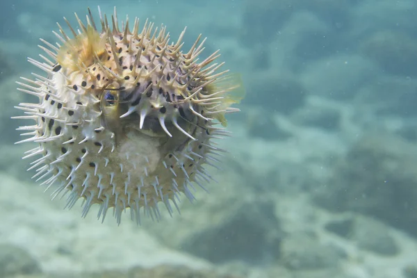 A inflated porcupine fish