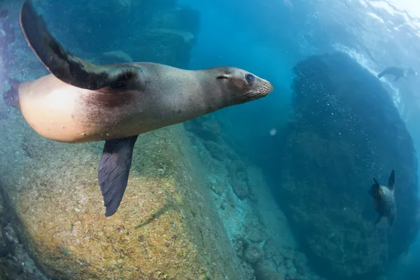Onderwater zeeleeuw — Stockfoto