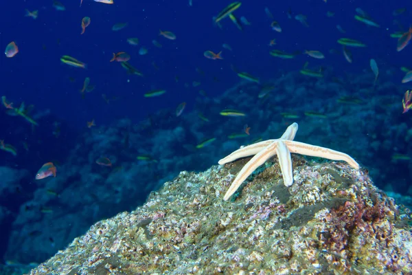 Estrelas do mar em um recife paisagem subaquática colorida — Fotografia de Stock