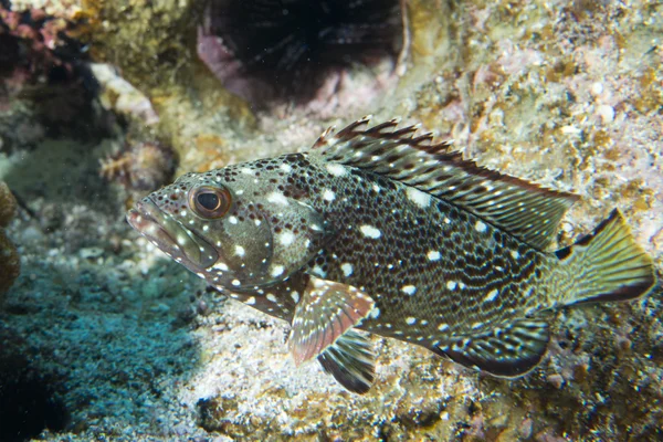 Geïsoleerde kleurrijke grouper in de blauwe achtergrond — Stockfoto