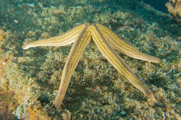 Морські зірки в рифі барвистий підводний пейзаж — стокове фото