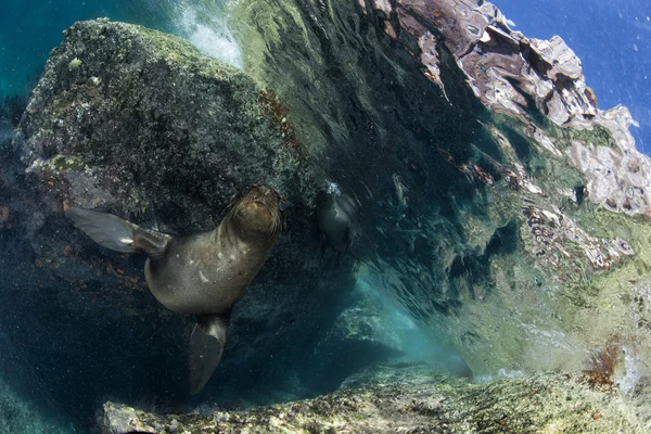 Leão marinho debaixo d 'água olhando para você — Fotografia de Stock