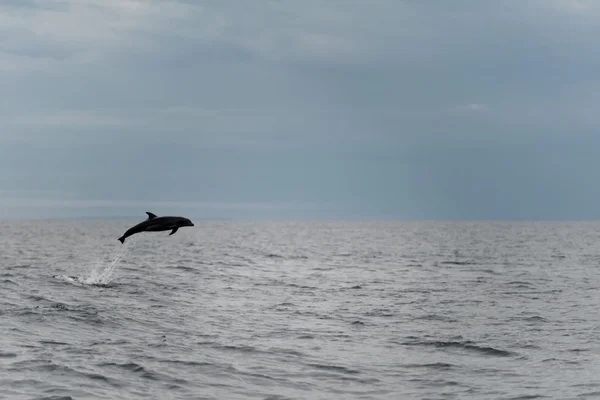 Dolphin jumping in the deep blue sea — Stock Photo, Image