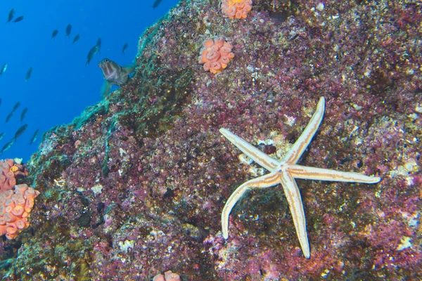 Seesterne in einem Riff bunte Unterwasserlandschaft — Stockfoto