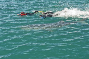 Balina köpekbalığı snorkelists ile yarış sırasında
