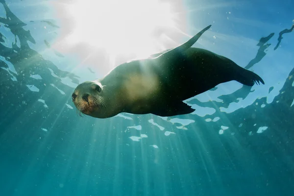 León marino bajo el agua mirándote —  Fotos de Stock