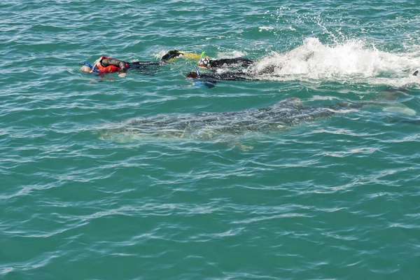 Whale Shark while racing with snorkelists — Stock Photo, Image