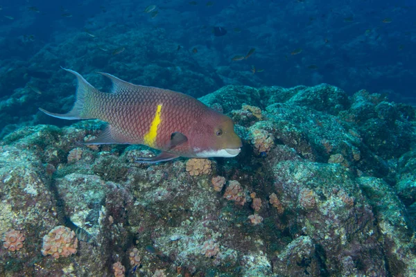 Cernia colorata isolata sullo sfondo blu — Foto Stock