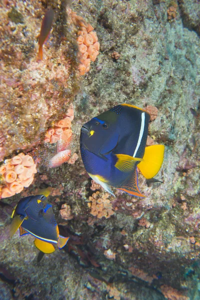 Pesce angelo che ti guarda — Foto Stock