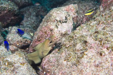 yılan balığı mooray portresi