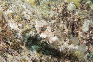 bir top kirpi balığı