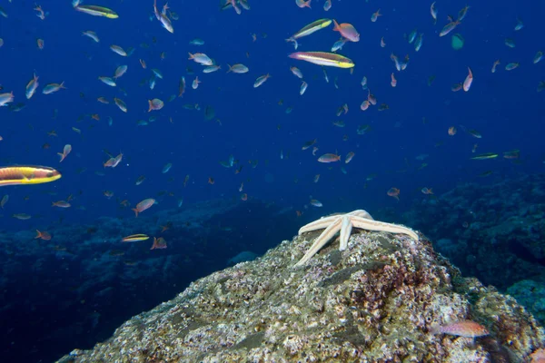 Étoiles de mer dans un paysage sous-marin coloré récif — Photo