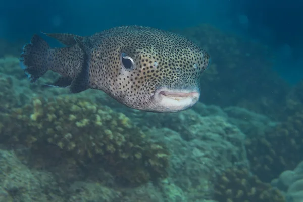Scatola pesce palla ritratto subacqueo — Foto Stock