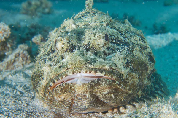 Рыба-скорпион — стоковое фото
