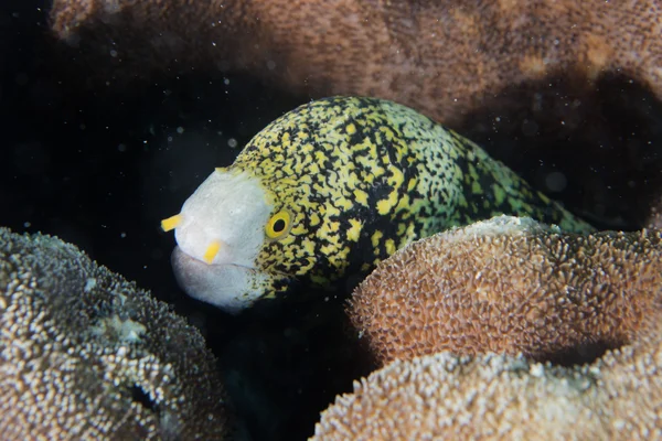 Eel mooray portrait — Stock Photo, Image