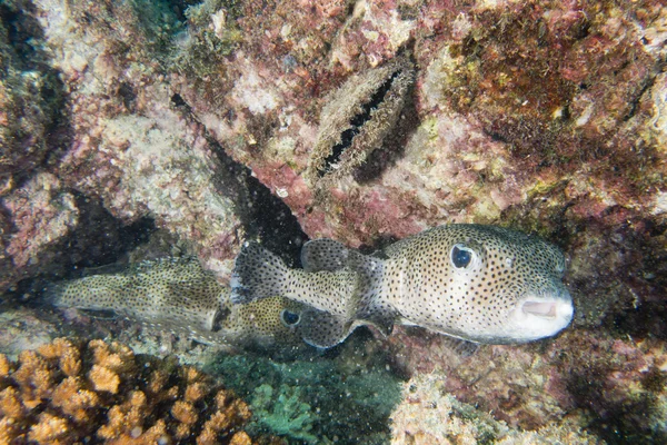 Caixa puffer peixe retrato subaquático — Fotografia de Stock