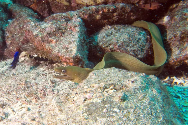 Eel mooray portrait — Stock Photo, Image