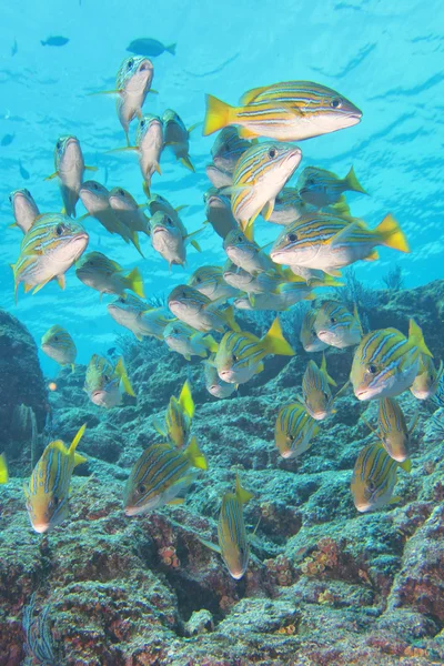 Dentro de uma escola de peixes subaquáticos — Fotografia de Stock