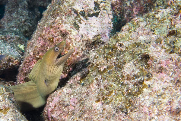 Retrato de anguila mooray —  Fotos de Stock