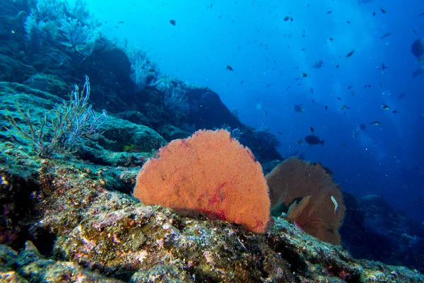 Gorgonia кораллов на синий океан — стоковое фото