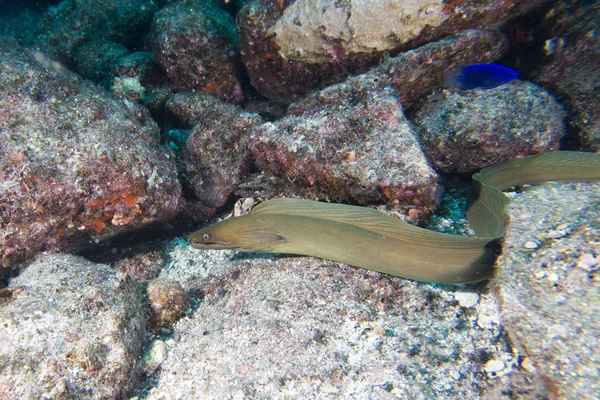 Eel mooray portrait — Stock Photo, Image