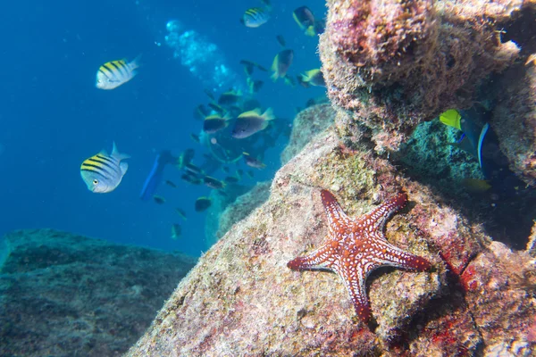 Estrellas de mar en un arrecife colorido paisaje submarino —  Fotos de Stock