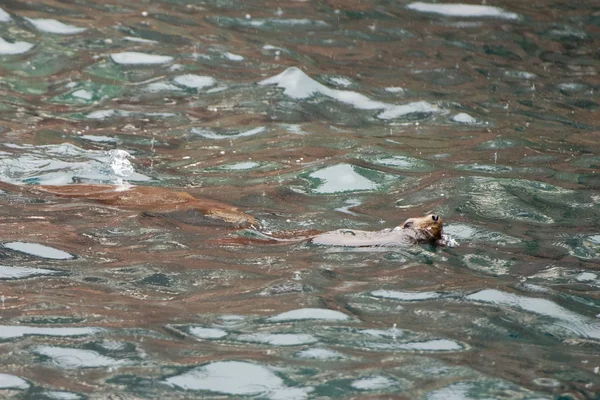 Hotel Sea lion uszczelnienia podczas pływania — Zdjęcie stockowe
