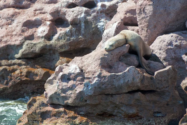 Sea lion seals relaxing — Stock Photo, Image