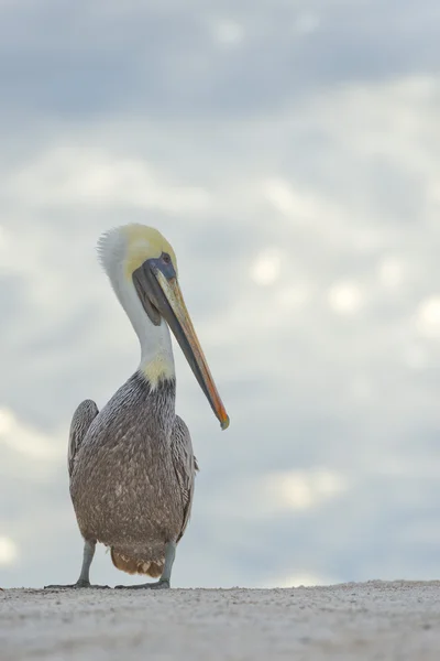 Pelican portrait — Stock Photo, Image