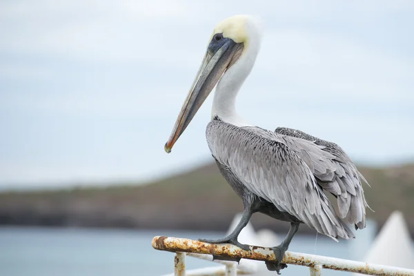 Pelikan portre — Stok fotoğraf