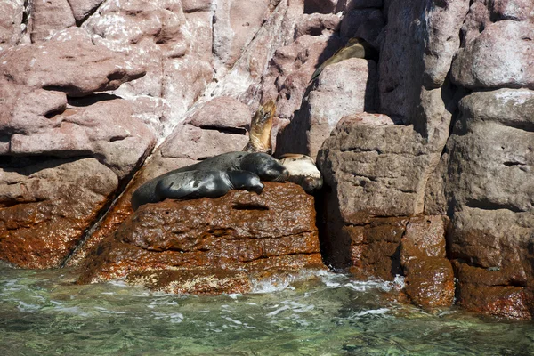 Lobos-marinhos relaxantes — Fotografia de Stock