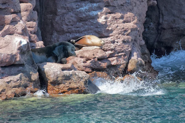 Zeeleeuw zeehonden ontspannen — Stockfoto