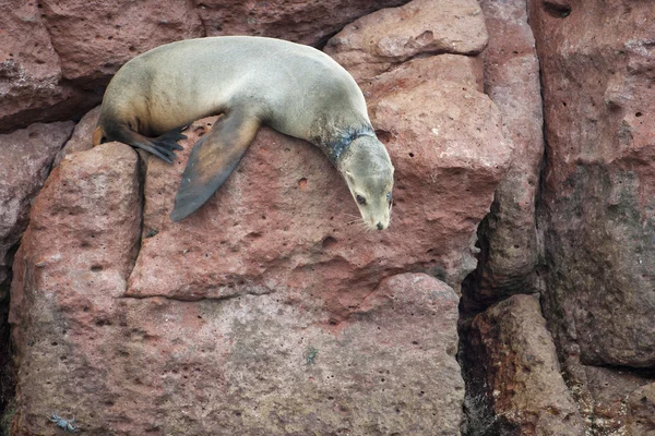 Zeeleeuw zeehonden ontspannen — Stockfoto