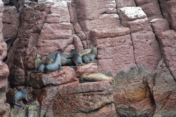 Lachtani seals relaxační — Stock fotografie