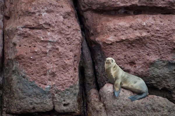 Zeeleeuw zeehonden ontspannen — Stockfoto