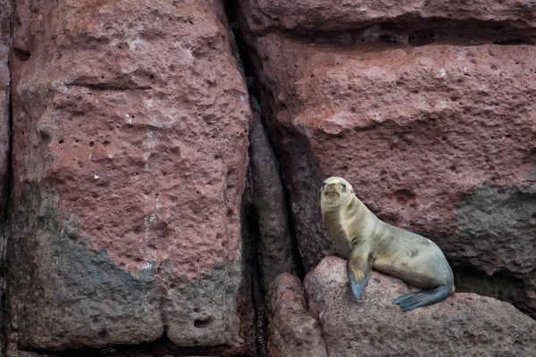 Seelöwe Robben entspannt sich — Stockfoto