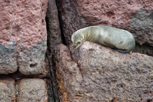 Zeeleeuw zeehonden ontspannen — Stockfoto