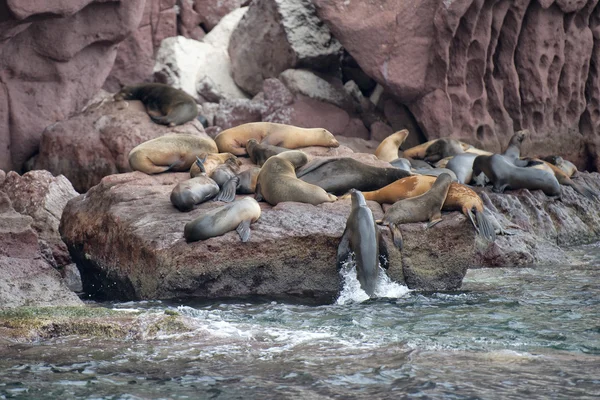 Sea lion seals relaxing — Stock Photo, Image