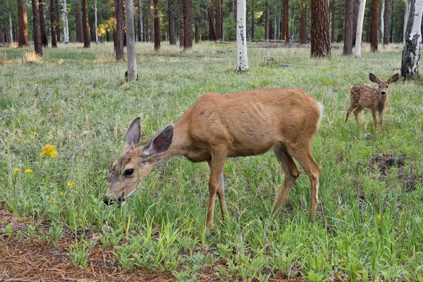 Samica jelenia z łydki — Zdjęcie stockowe