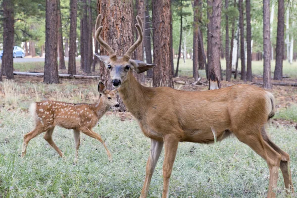 Cervo maschio con vitello — Foto Stock