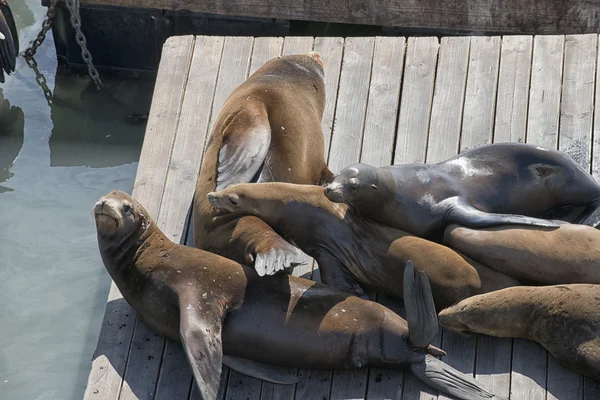 Frisco Harbor seals relaxing on pier — Stock Photo, Image