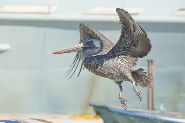Pelicano enquanto voa — Fotografia de Stock